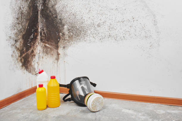 Best Office Mold Removal Services  in Paia, HI