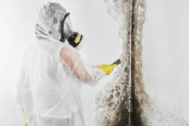 Mold Removal and Inspection in Paia, HI