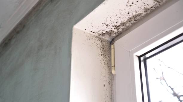 Best Black Mold Removal  in Paia, HI