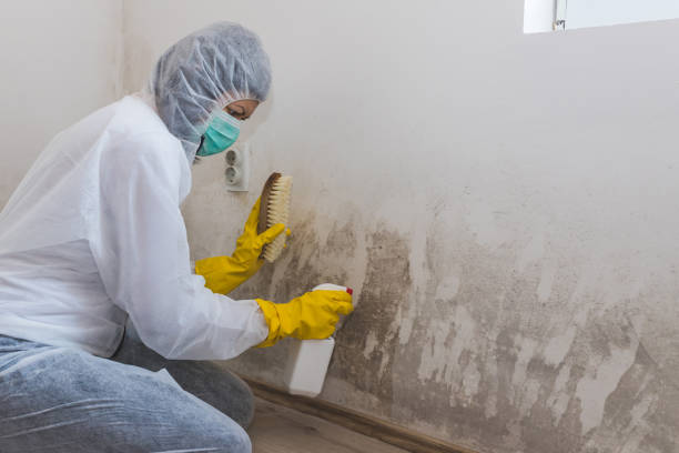 Crawl Space Mold Removal in Paia, HI