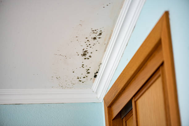 Best Black Mold Removal  in Paia, HI