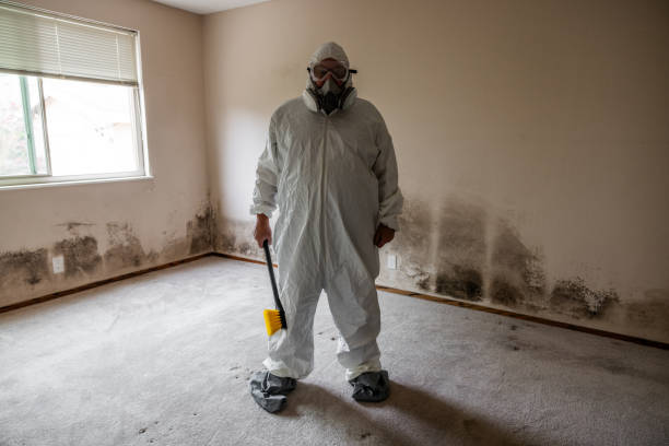 Best Attic Mold Removal  in Paia, HI