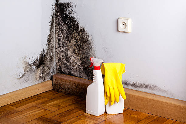 Best Toxic Mold Removal  in Paia, HI